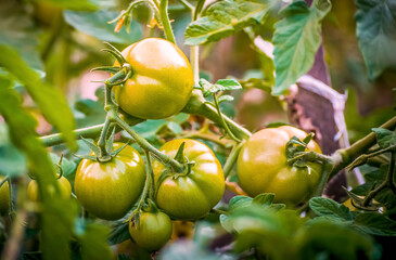 Green unripe tomatoes growing on a branch in the garden