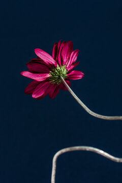 Purple flower