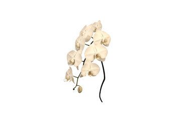 image of white orchid flower on png file on transparent background - obrazy, fototapety, plakaty