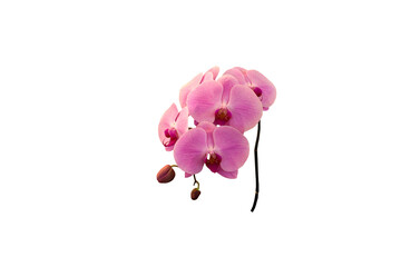Image of purple orchid flower on png file on transparent background. - obrazy, fototapety, plakaty