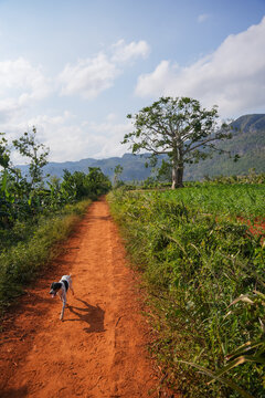 Landscape With A Dog In Cuba
