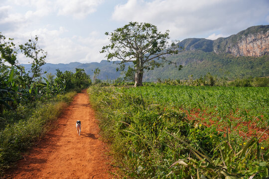 Landscape With A Dog In Cuba