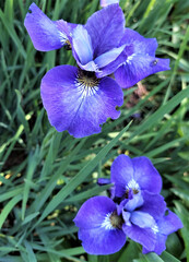 Blue iris flower. Iris flower in summer