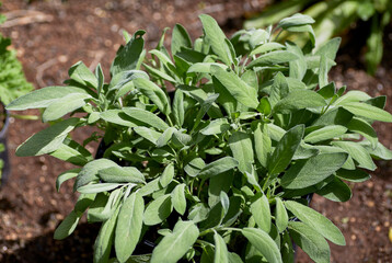 Organic Sage growing in a Garden