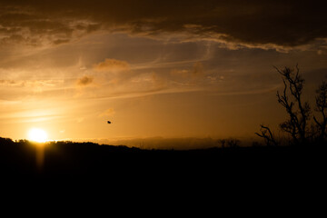 Fototapeta na wymiar Bird flying into the sunset