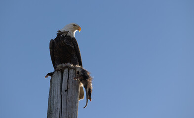 american bald eagle
