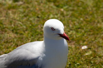 A Silver Gull (Red-billed) in New Zealand