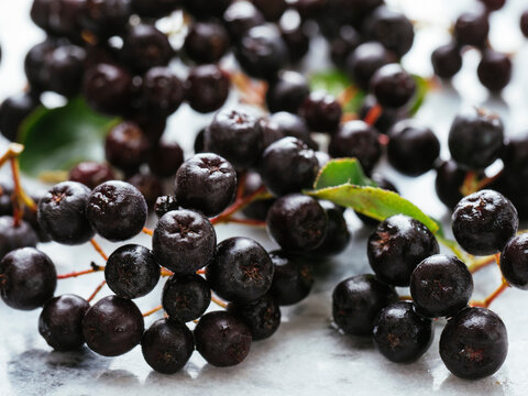 Purple chokeberries