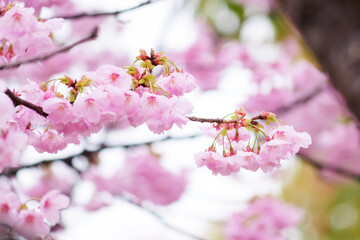 Beautiful cherry blossoms after rain in spring