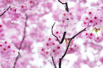 Beautiful cherry blossoms after rain in spring