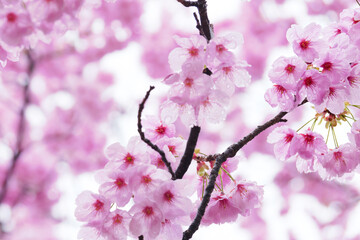Beautiful cherry blossoms after rain in spring