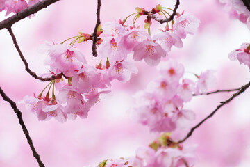 Beautiful cherry blossoms after rain in spring
