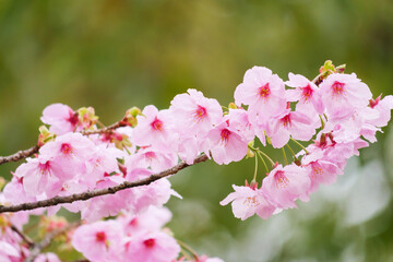 Beautiful cherry blossoms after rain in spring