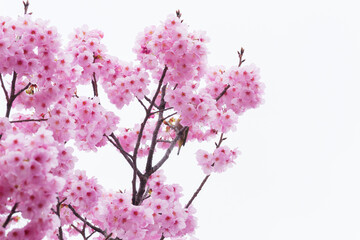 Beautiful cherry blossoms after rain in spring
