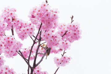 Obraz premium Beautiful cherry blossoms after rain in spring