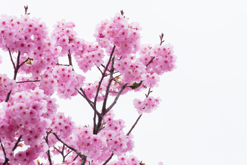 Beautiful cherry blossoms after rain in spring