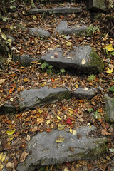 가을 낙옆이 떨어져 있는 등산 길