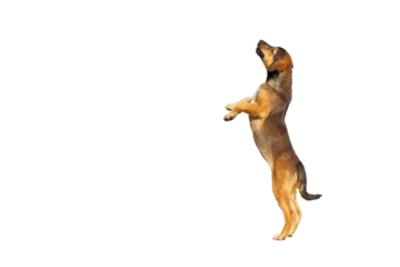 Cute of puppy jumping isolated on transparent background png file