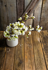 cherry flower blossom branch in enamel milk canister vase, old weathered wooden background
