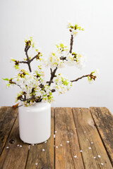 Obraz na płótnie Canvas blossoming cherry flower branch at milk canister, old weathered wood table, white wall background