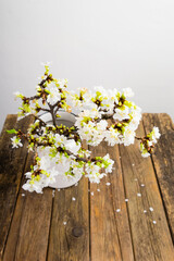 blossoming cherry flower branch at milk canister, old weathered wood table, white wall background