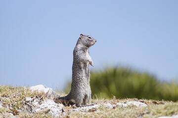 Marmota de pie mirando al horizonte