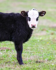 Closeup of a Black Baldy, Angus-Hereford Cross Calf