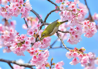 メジロと桜 