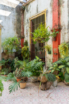 Garden With Many Potted Green Plants