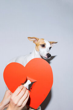 Sad Dog Refusing To Eat A Valentine's Day Treat From Owner