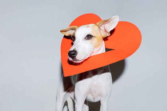 Direct Flash Photo Of A Romantic Dog 