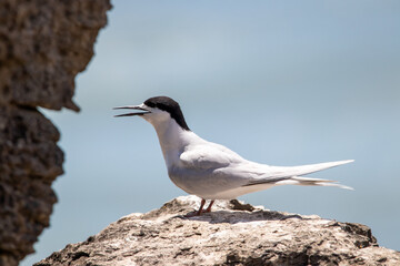 Fototapeta na wymiar White-fronted Tern in New Zealand