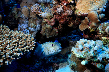 puffer fish underwater photo animals wildlife red sea egypt