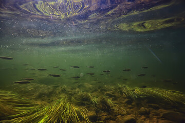 flock of small fish underwater, freshwater bleak fish anchovy seascape