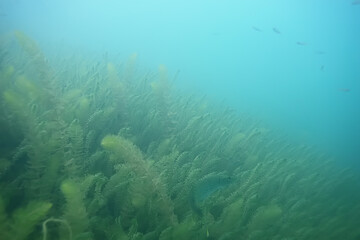 Fototapeta na wymiar underwater landscape green algae background abstract water