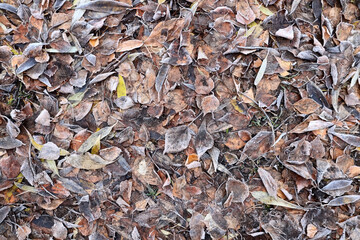 gloomy background fallen leaves autumn seasonal depression monochrome