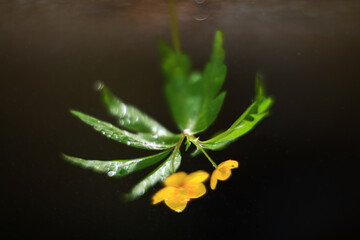 buttercup yellow spring flower blooming springtime