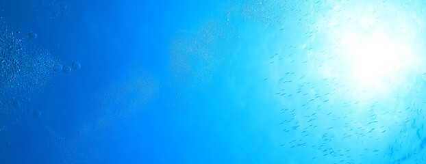 Fototapeta na wymiar flock of fish diving bubbles blue background abstract nature