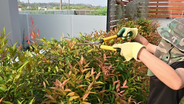 Gardener using a scissor to shearing and trim a tips of Lilly Pilly Hedge plant.