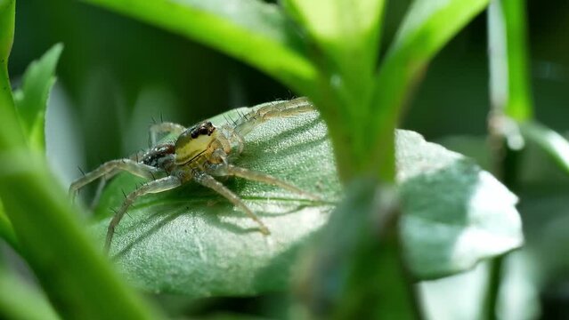 Wolf spider sun bathing on the leaf in the bush