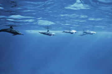 Fototapeta premium dolphins underwater photo, sea water wildlife