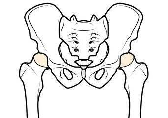 骨盤と股関節　表記無し