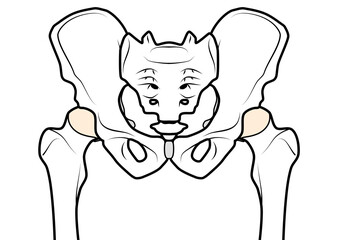 骨盤と股関節　表記無し