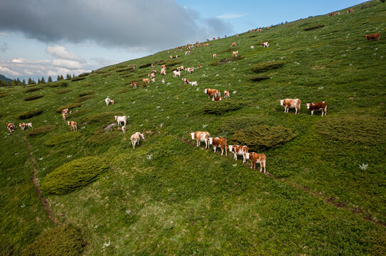 Cows grazing on a field 