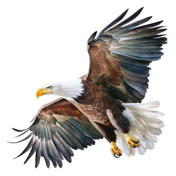 Elegant Bald Eagle in Flight in Watercolor Isolated on White Background - Generative AI