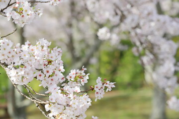 Obraz premium 満開のソメイヨシノ