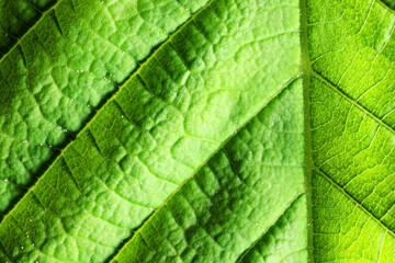 texture green leaf macro abstract background nature