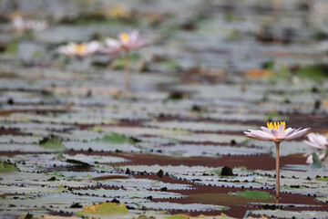 wallpaper spring, blooming lotuses asia flower abstract background