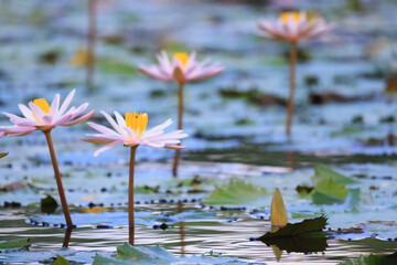 wallpaper spring, blooming lotuses asia flower abstract background