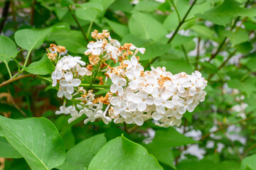 Blooming spring flowers. Beautiful flowering flowers of lilac tree. Spring concept. The branches of lilac on a tree in a garden.